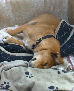 Sleeping dog hanging out of basket