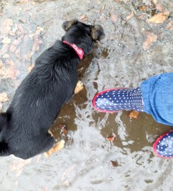Dog and wellie boot in puddle