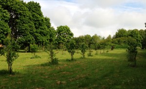 Row of young fruit trees