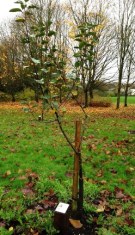Young apple tree in orchard