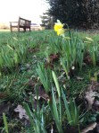 Daffodils in park
