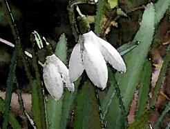 Digital image of snowdrops